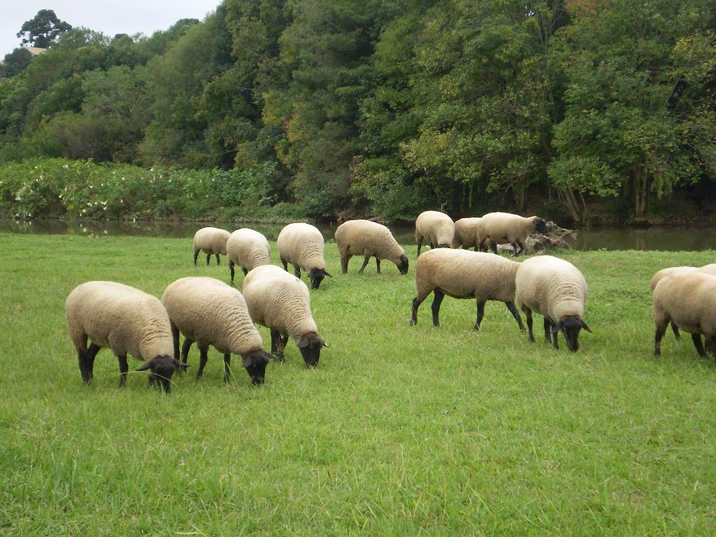 Resultado de imagem para ovelha comendo